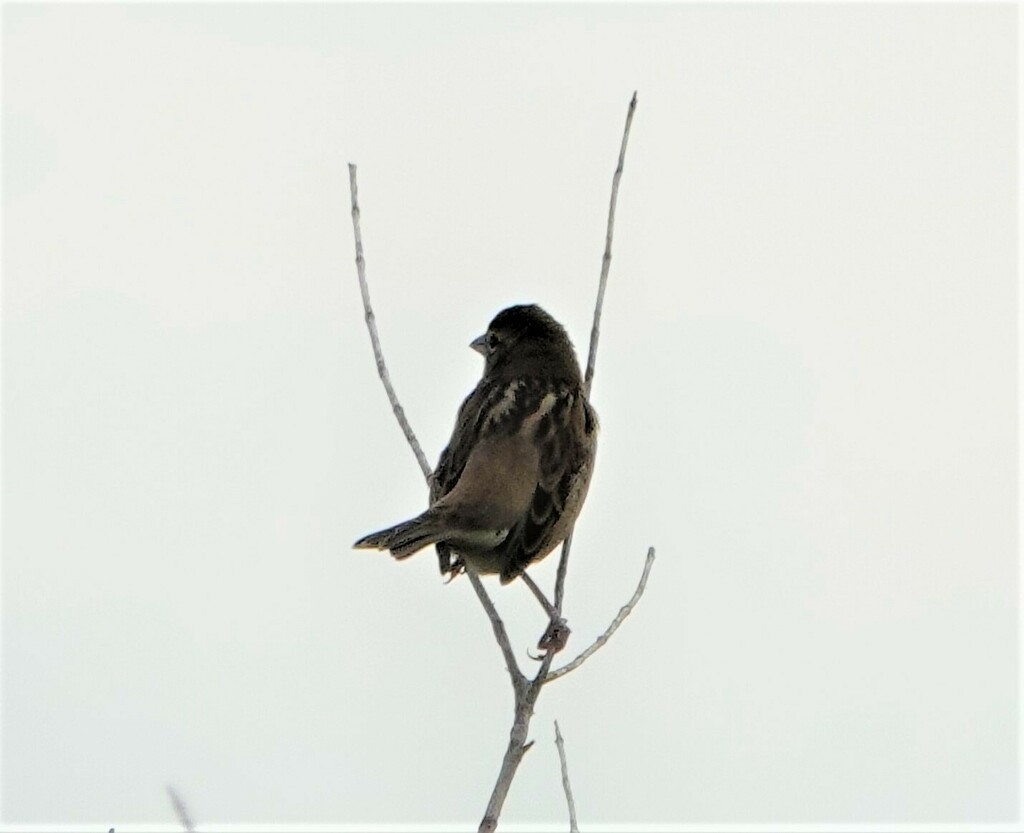 Dickcissel - ML490313131