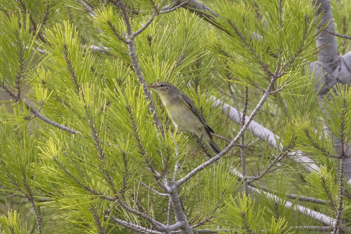 Common Chiffchaff - ML490314591