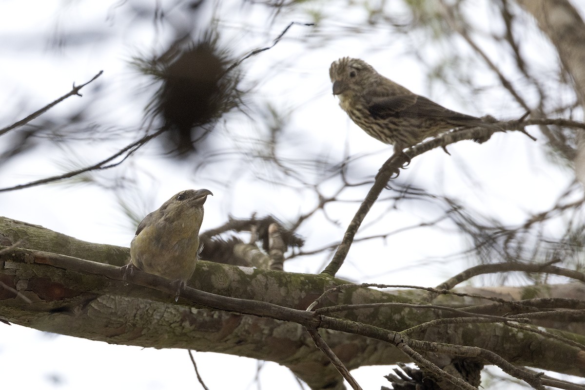 Red Crossbill - Justin Ede