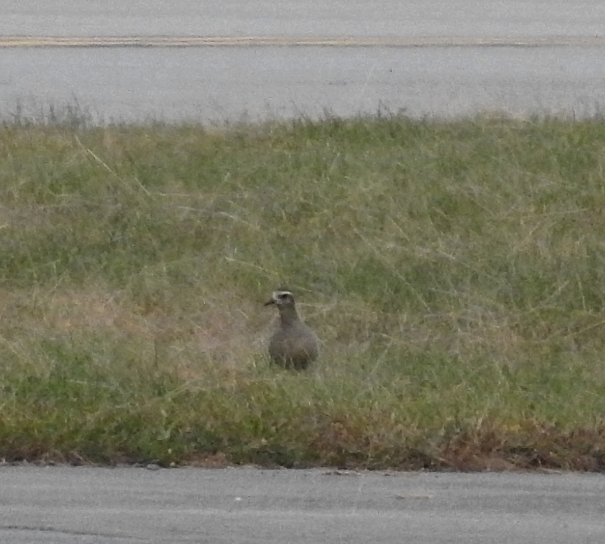 American Golden-Plover - ML490315791