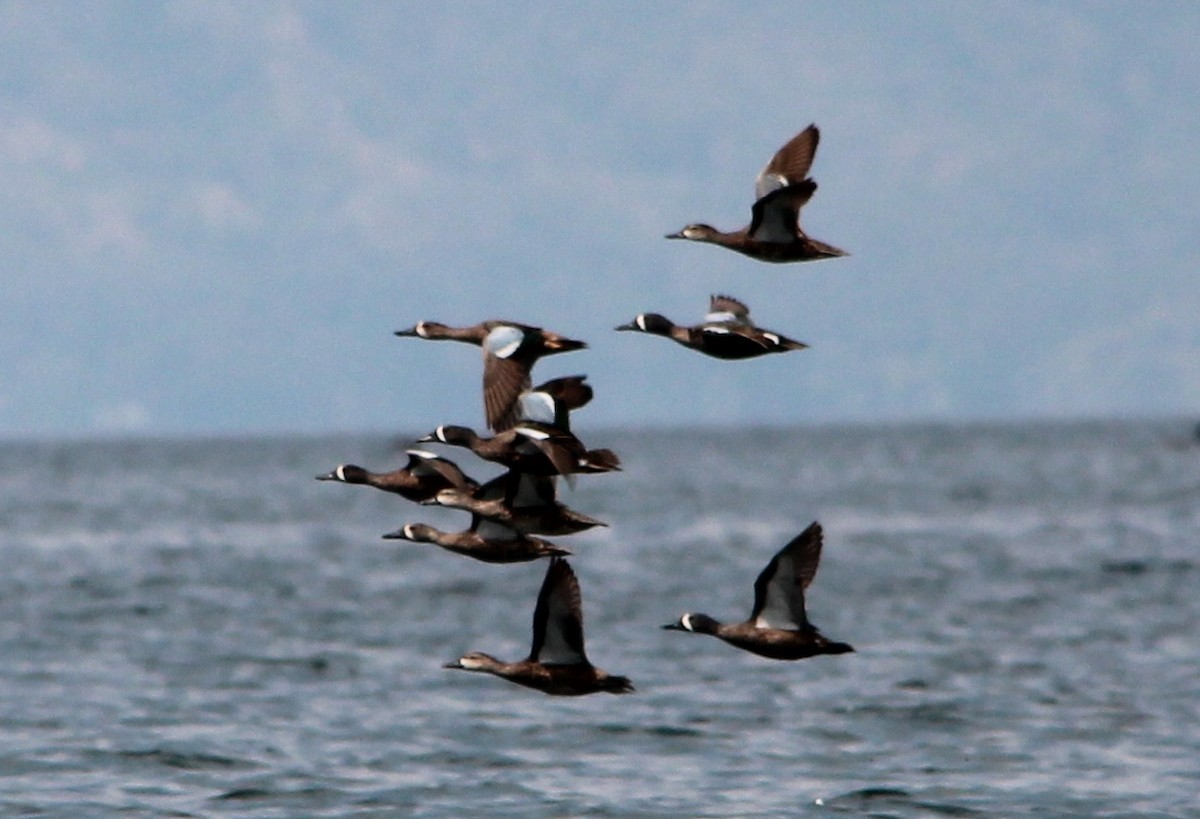 Blue-winged Teal - ML49031581