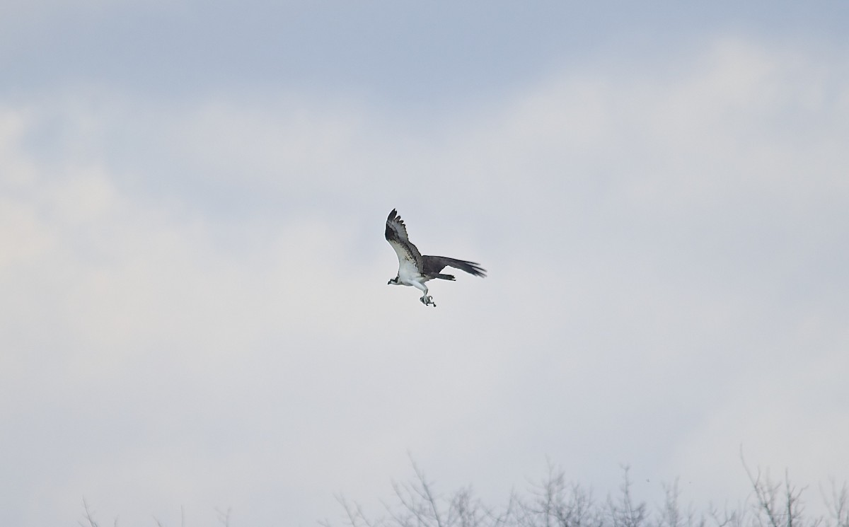 Osprey - ML490315821