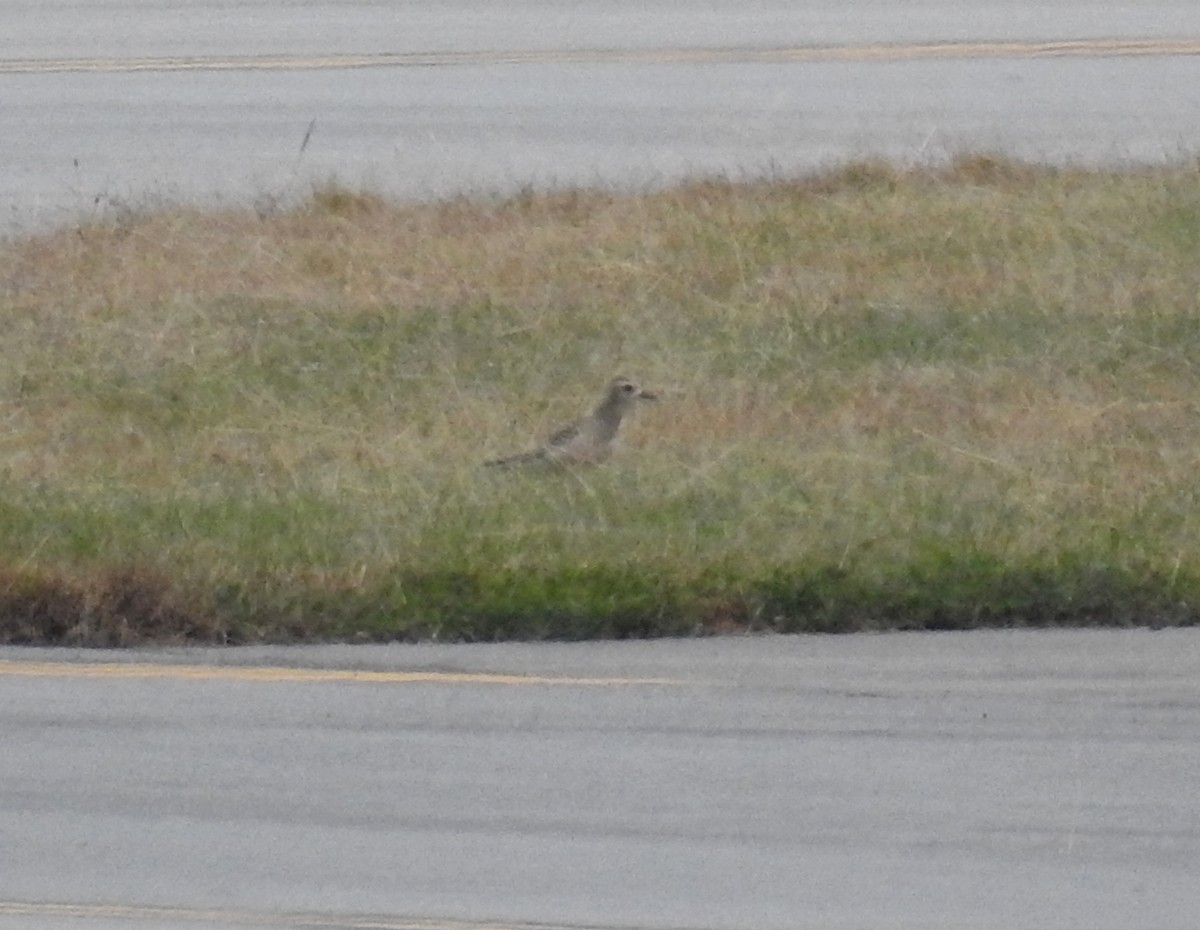 American Golden-Plover - ML490315881