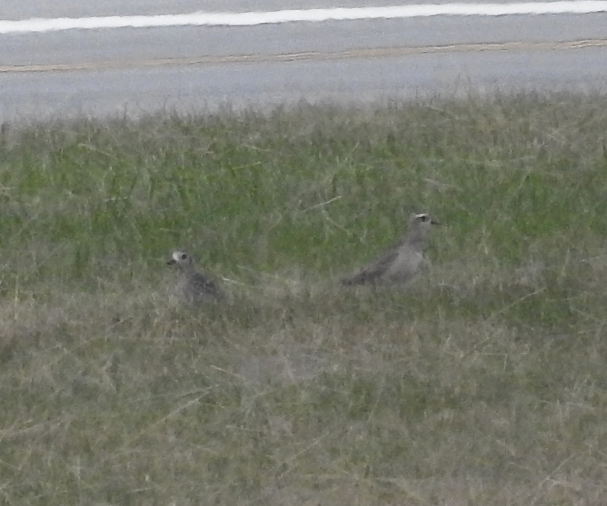 American Golden-Plover - ML490315911