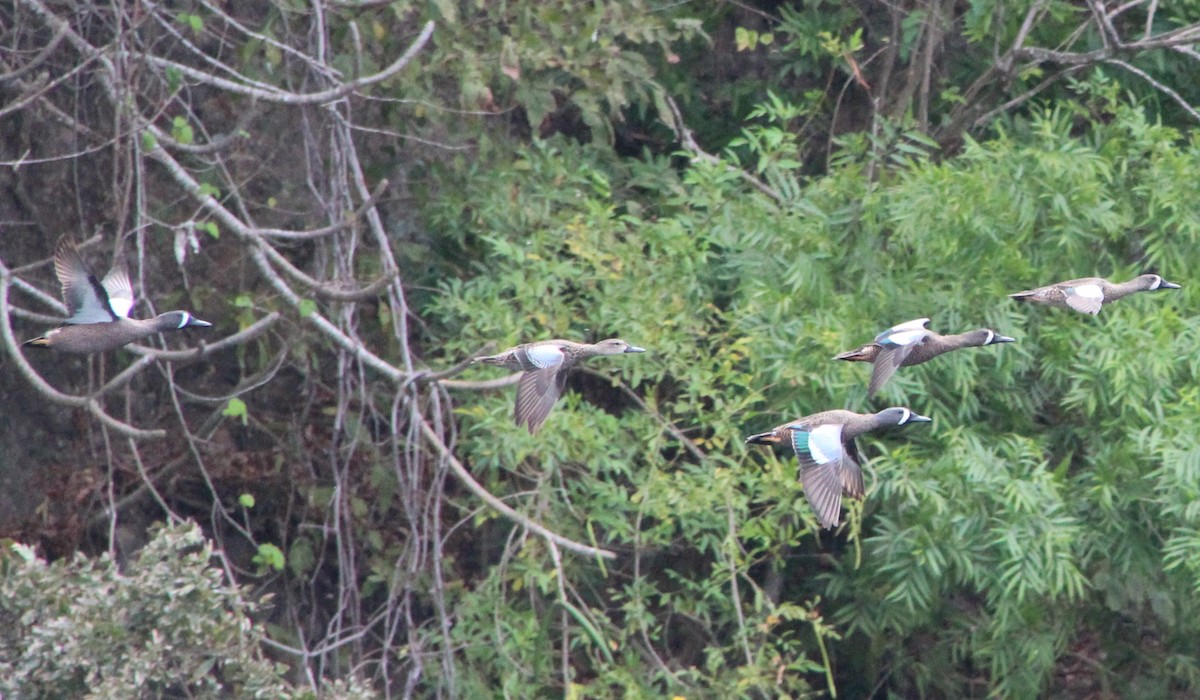 Blue-winged Teal - ML49031601