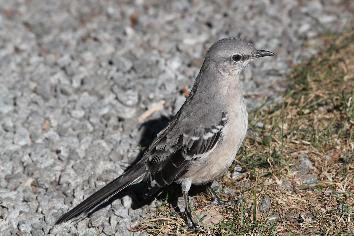 Northern Mockingbird - Alan Malina