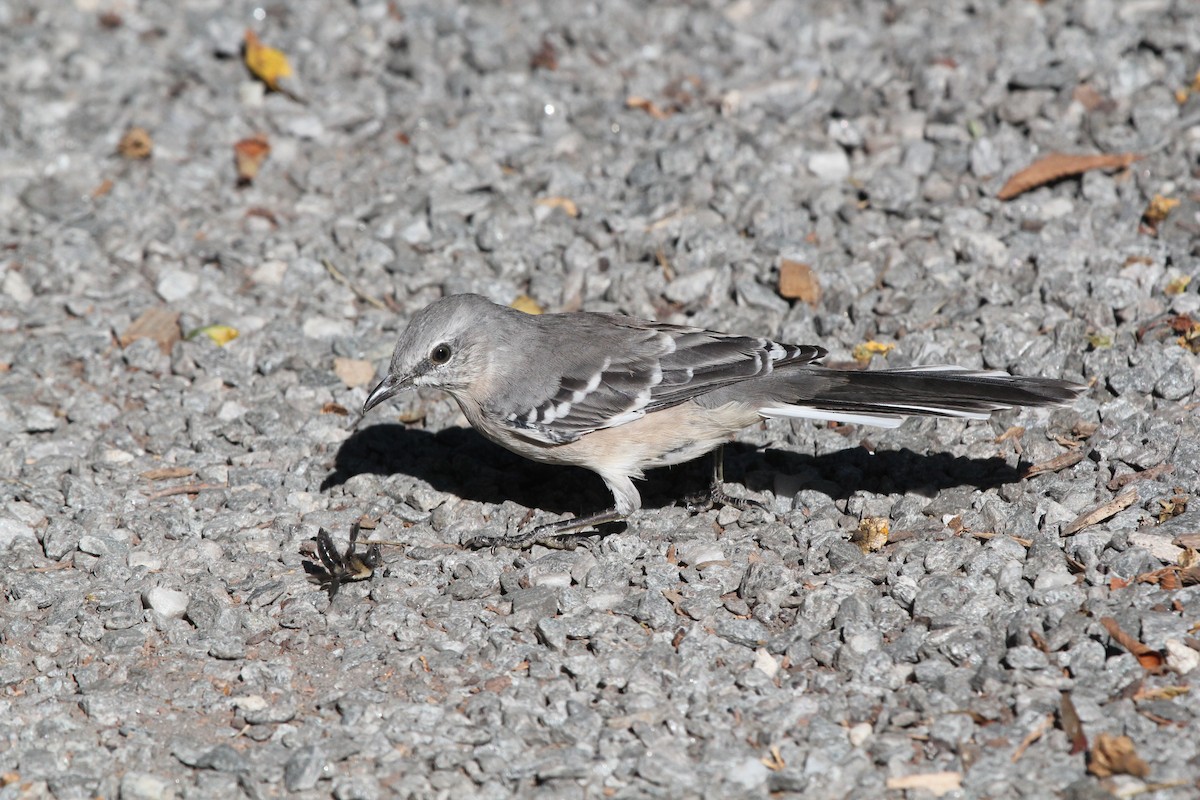 Northern Mockingbird - ML490316481