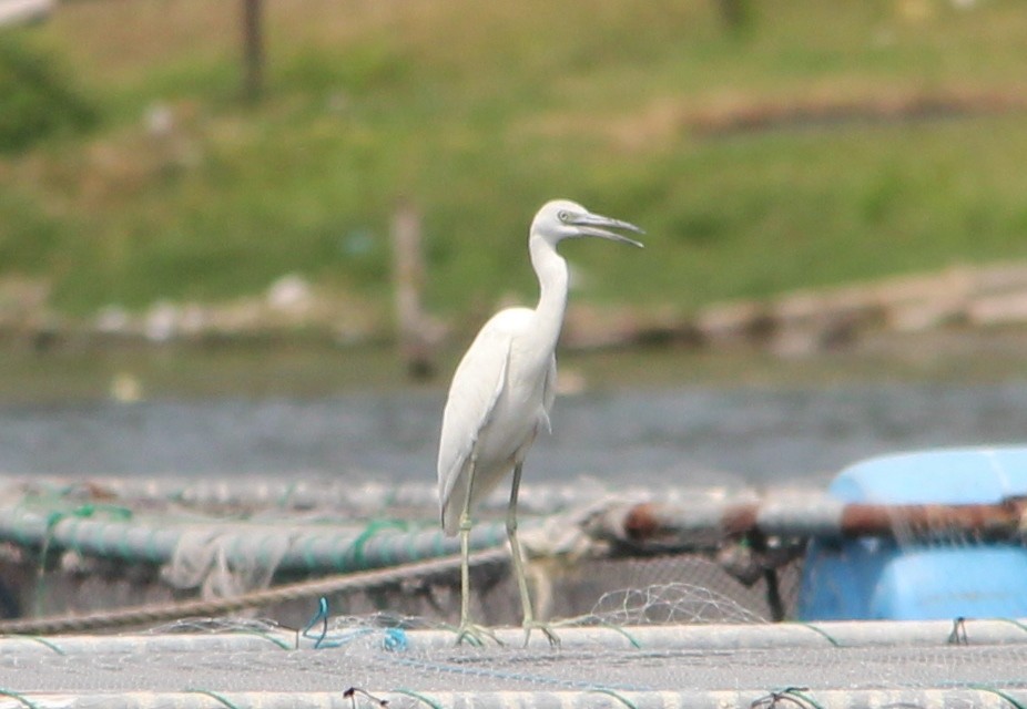 Little Blue Heron - ML49031741