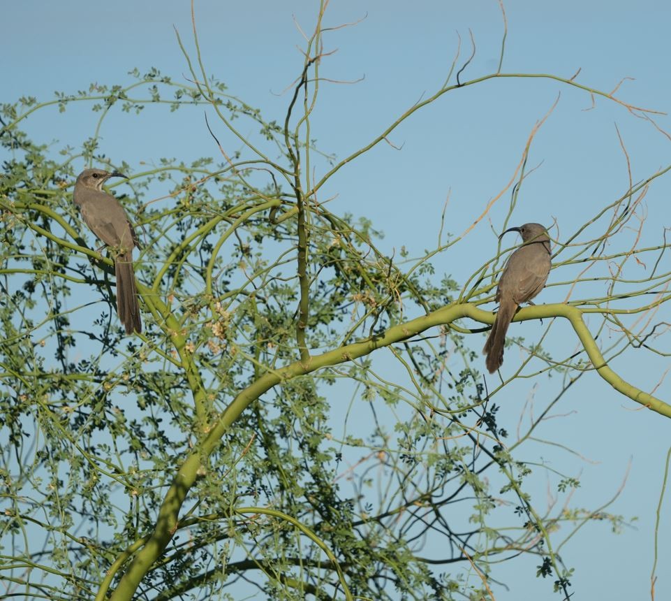 LeConte's Thrasher - ML490317791