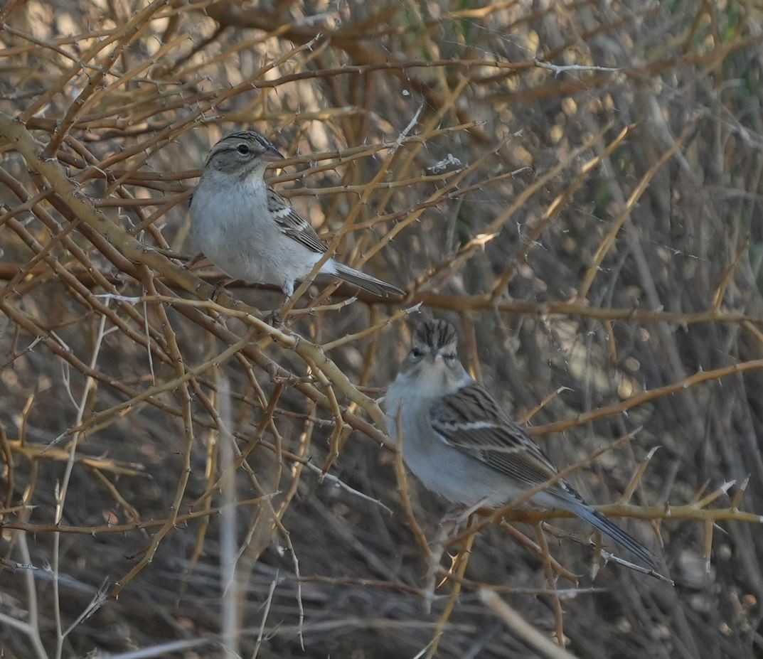 Chipping Sparrow - ML490317931