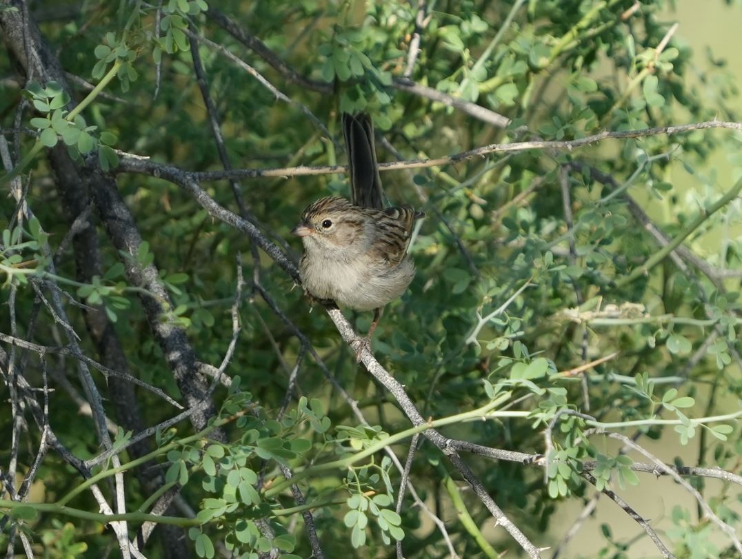 Brewer's Sparrow - ML490317951