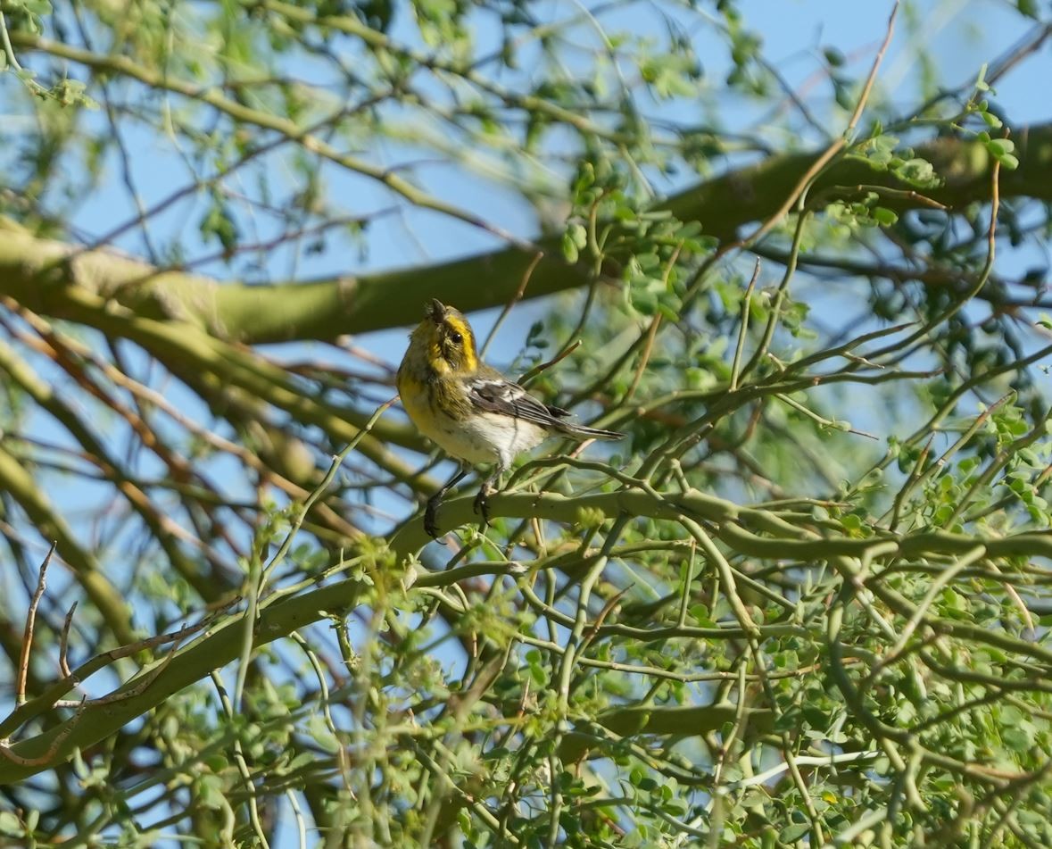 Townsend's Warbler - ML490318061