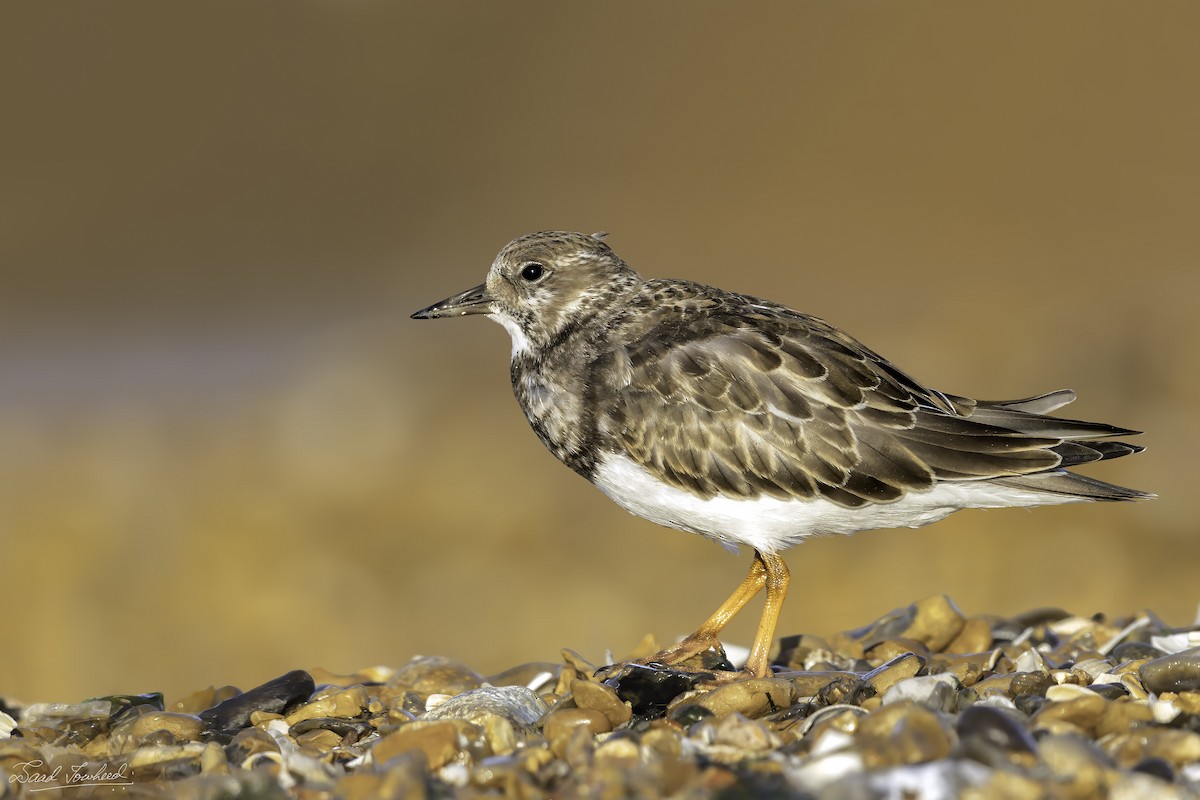 Ruddy Turnstone - ML490318721