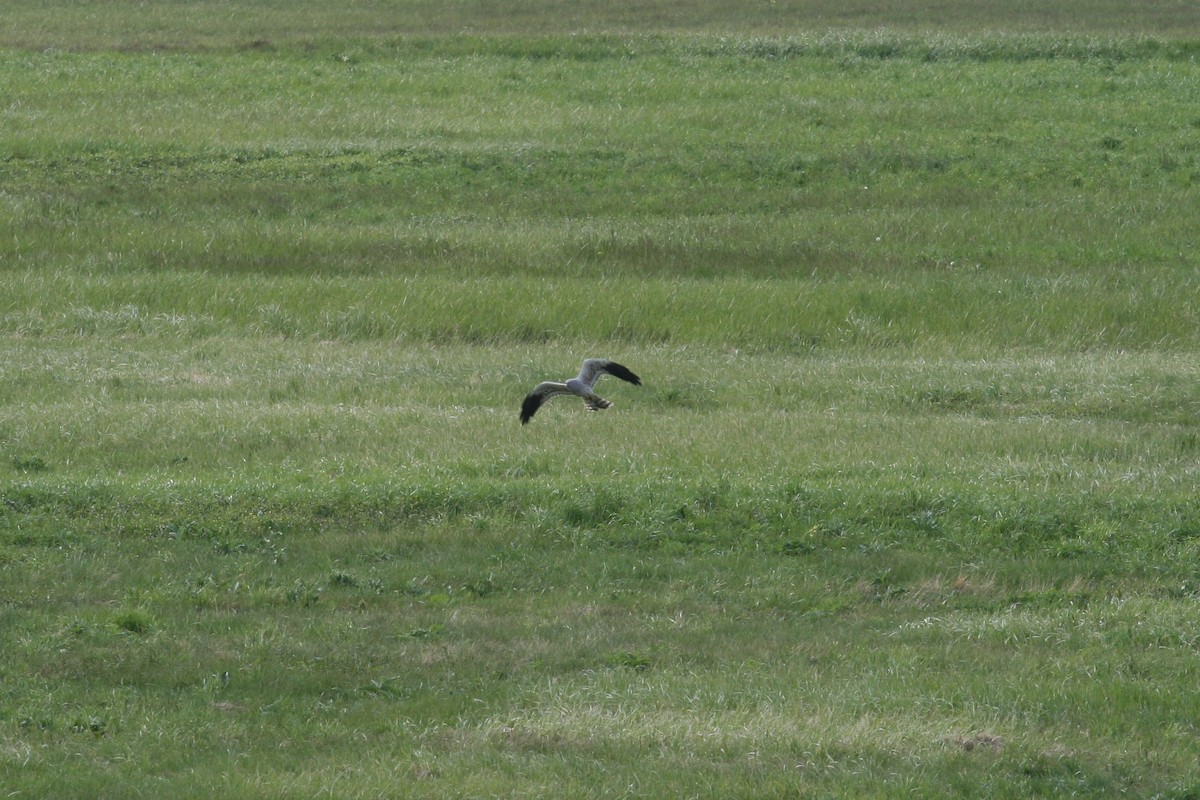 Aguilucho Cenizo - ML490319131