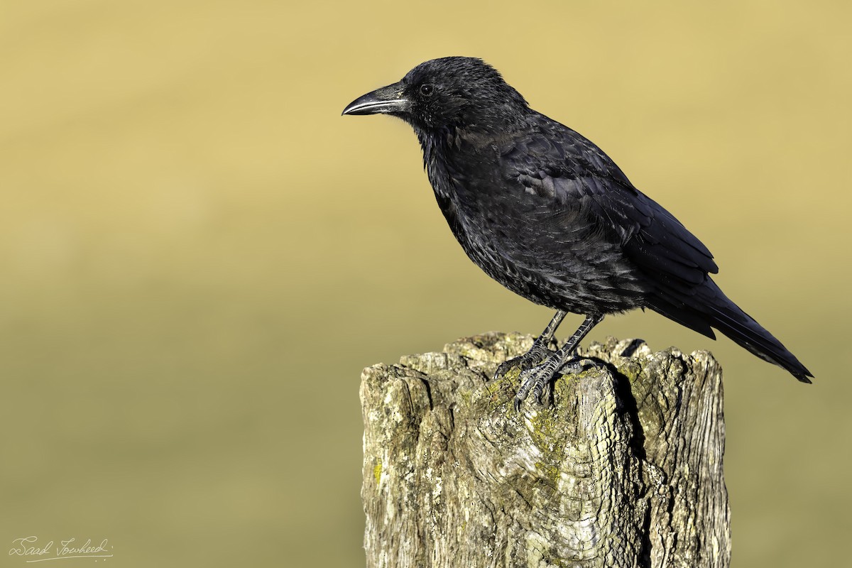 Carrion Crow - ML490319681