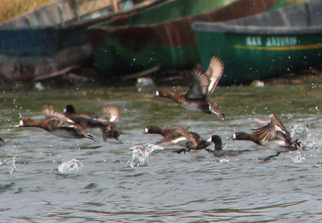 Lesser Scaup - ML49032041