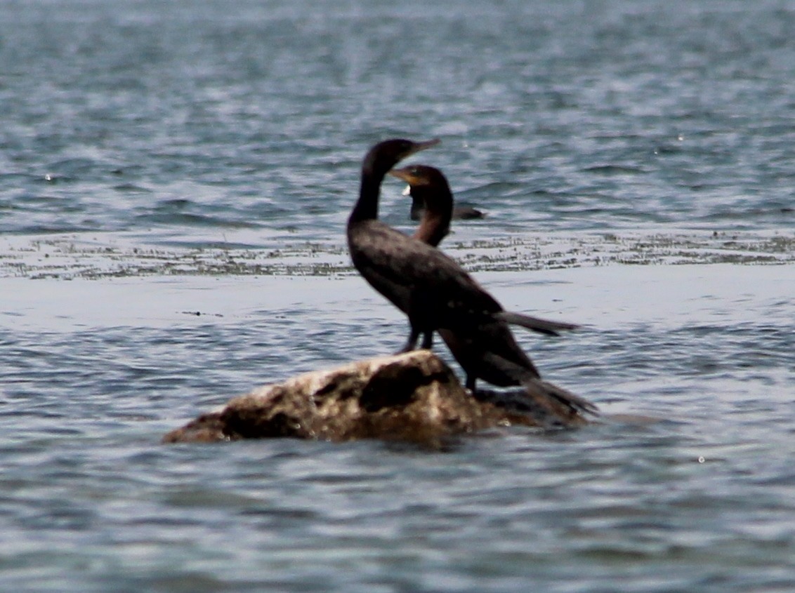 Neotropic Cormorant - ML49032081