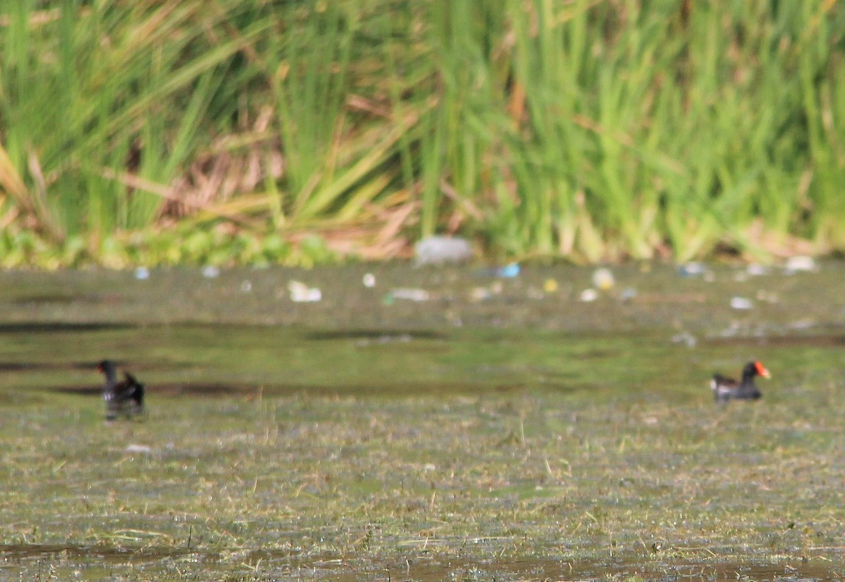 Common Gallinule - ML49032091