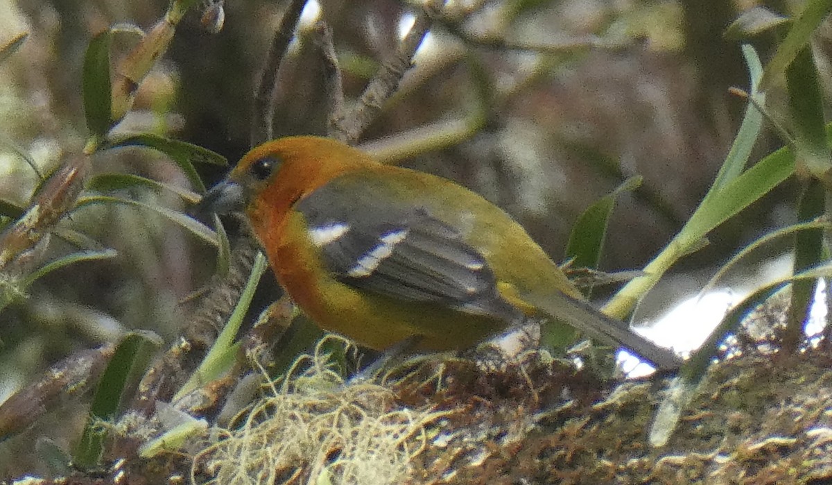 White-winged Tanager - Karen Rubinstein