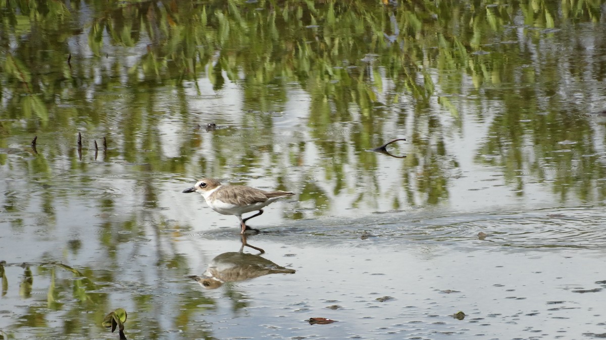 Wilson's Plover - ML490326131