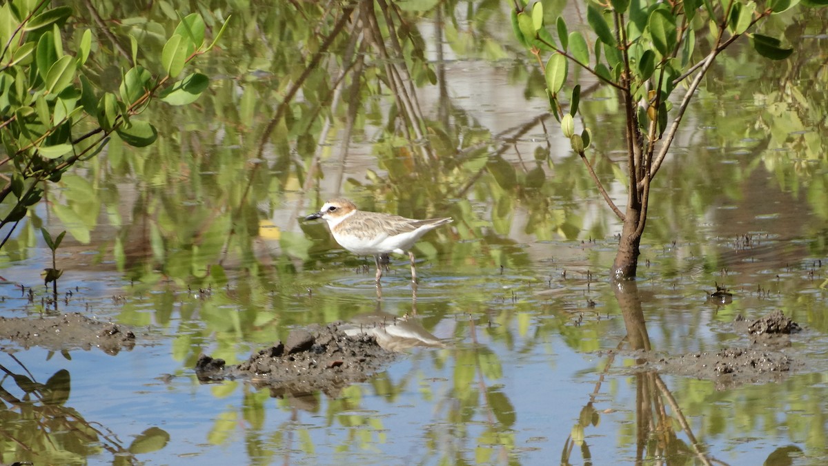 Wilson's Plover - ML490326151