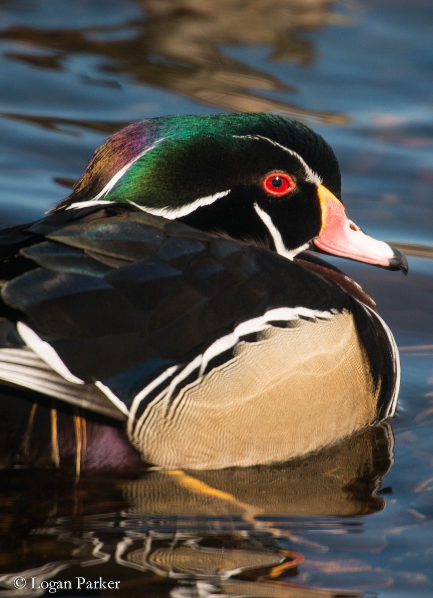 Wood Duck - ML49032681