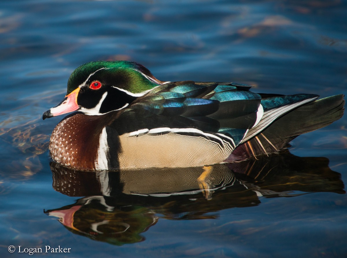 Wood Duck - ML49032691