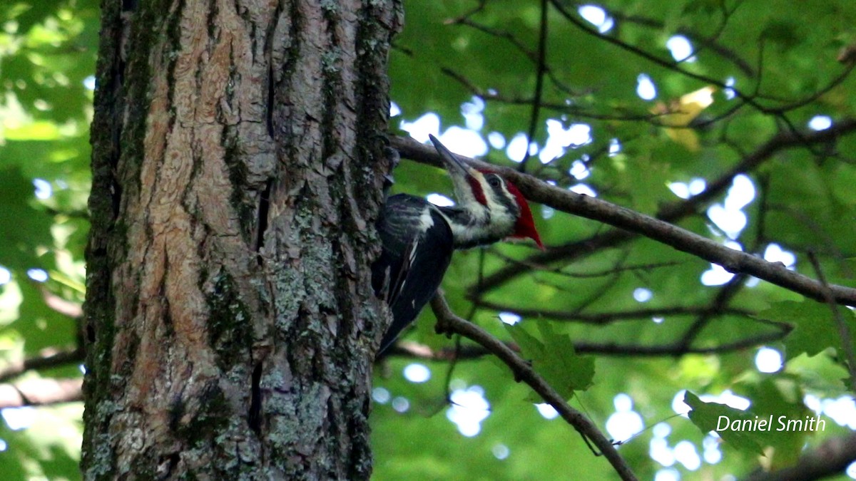 Pileated Woodpecker - ML490327091