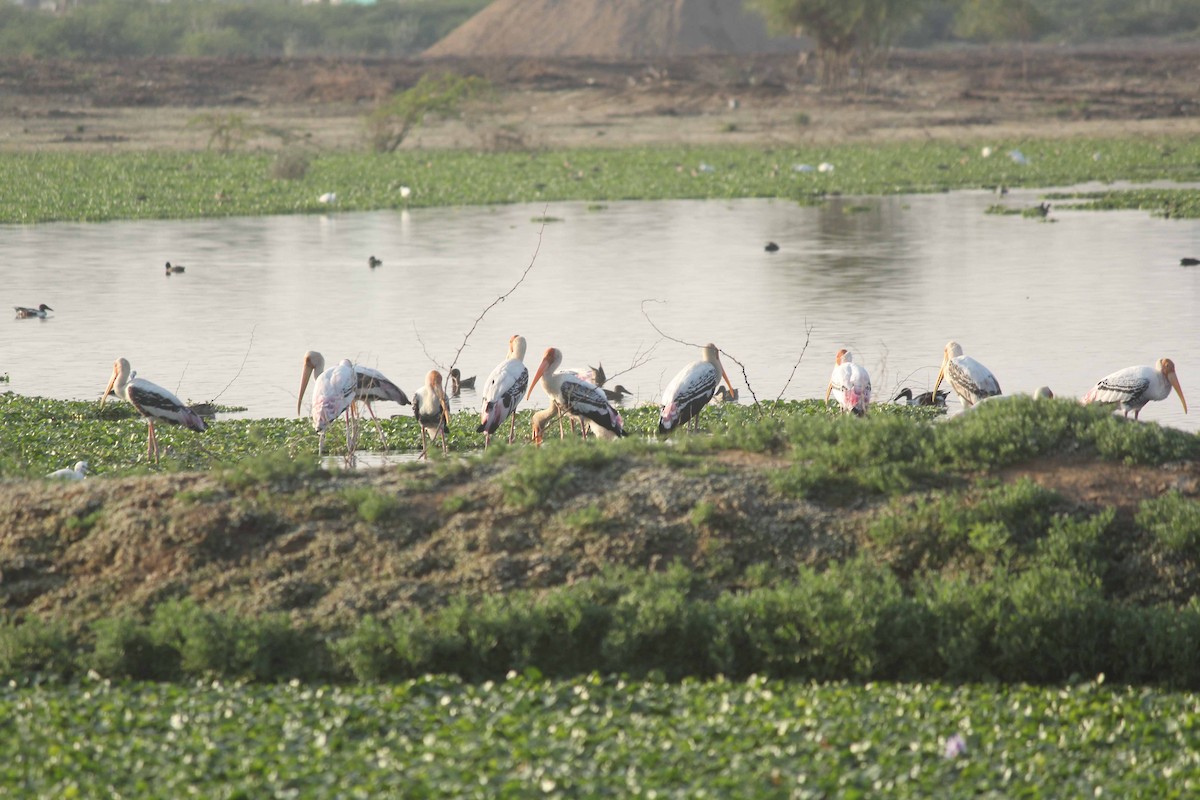 Painted Stork - ML49032871