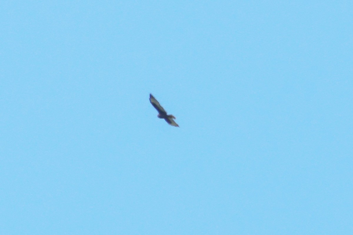 Short-tailed Hawk - ML490331841