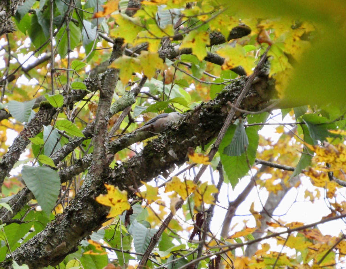 White-breasted Nuthatch - ML490332371