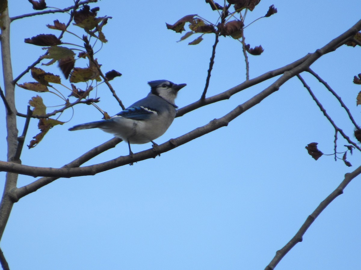 Blue Jay - Mickey Ryan