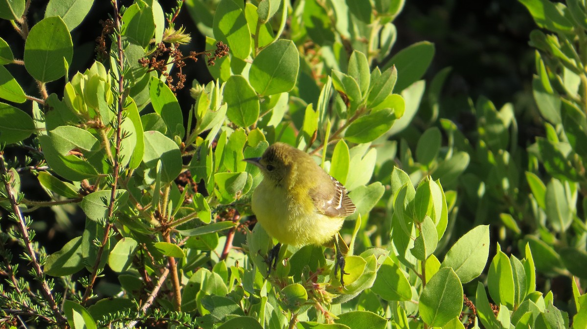 Orchard Oriole - ML490333771