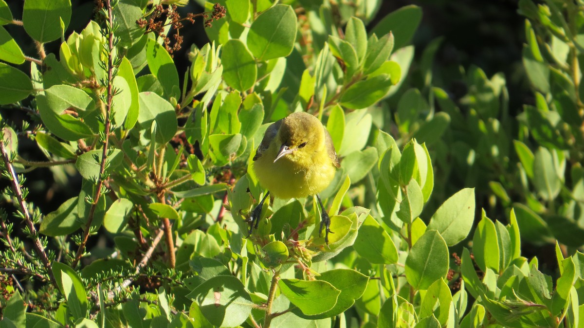 Orchard Oriole - ML490333781