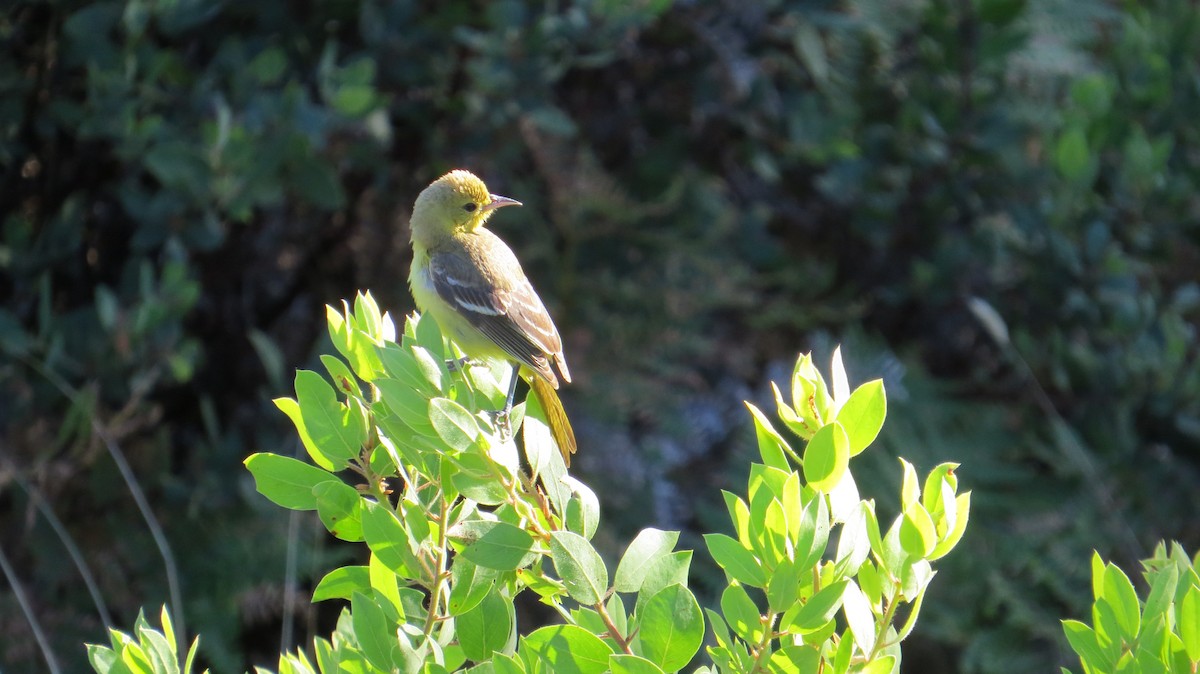 Orchard Oriole - ML490333801