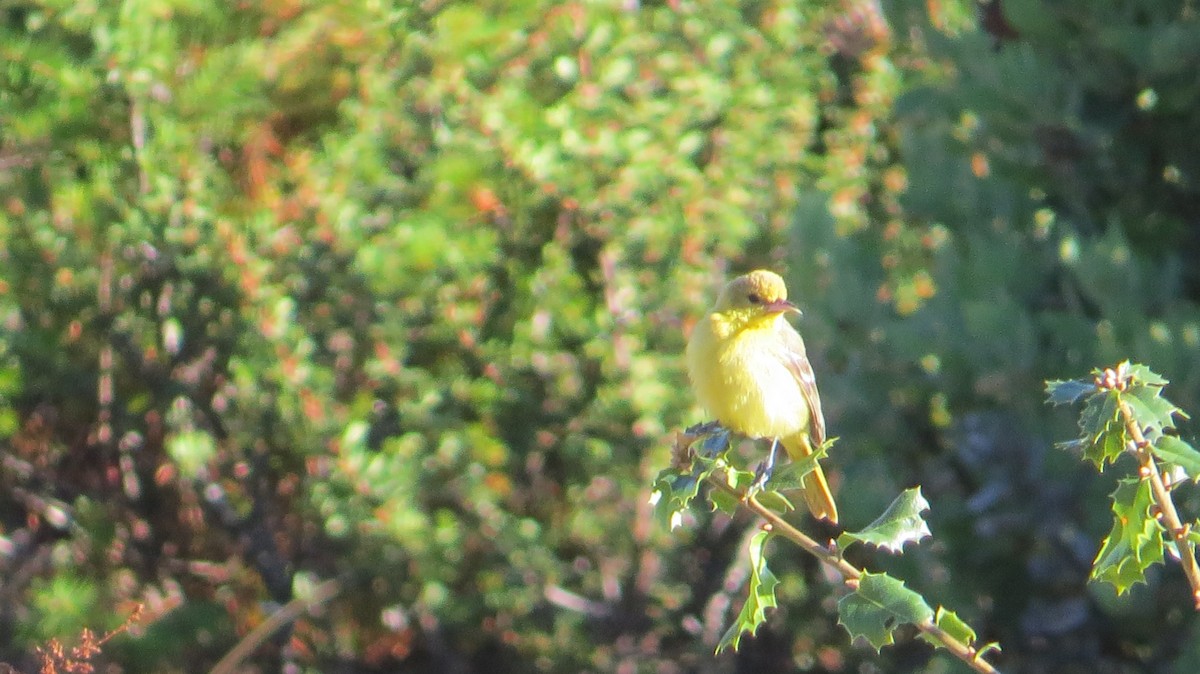 Orchard Oriole - ML490333811