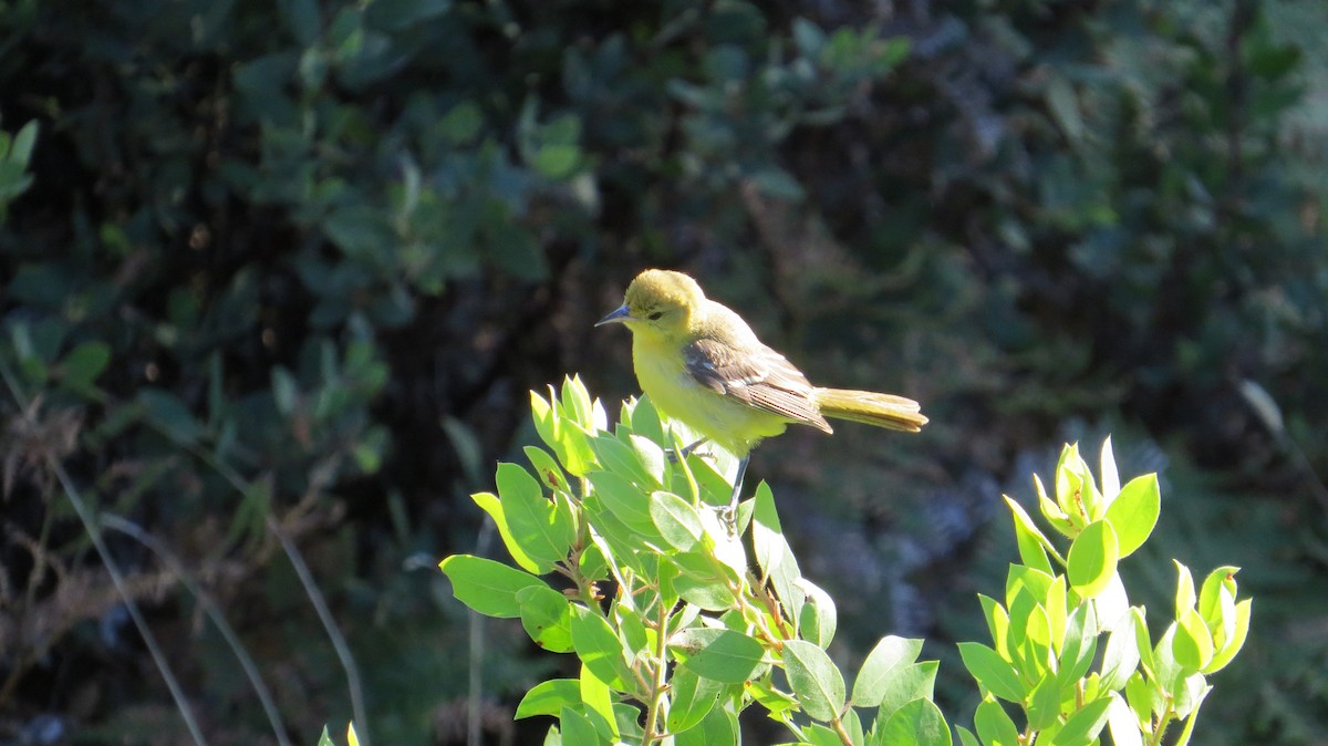 Orchard Oriole - ML490333821