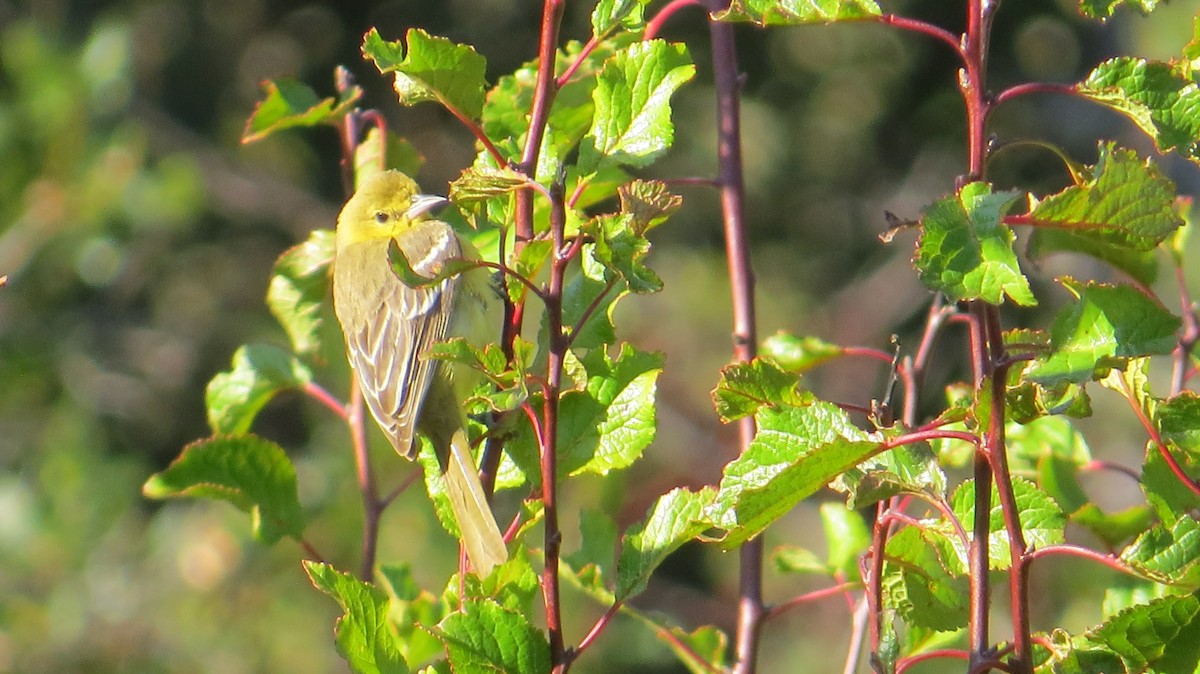 Orchard Oriole - ML490333831