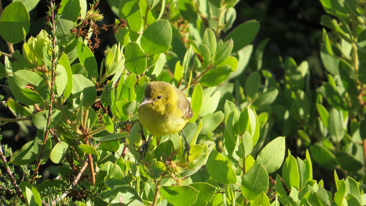 Orchard Oriole - ML490333851