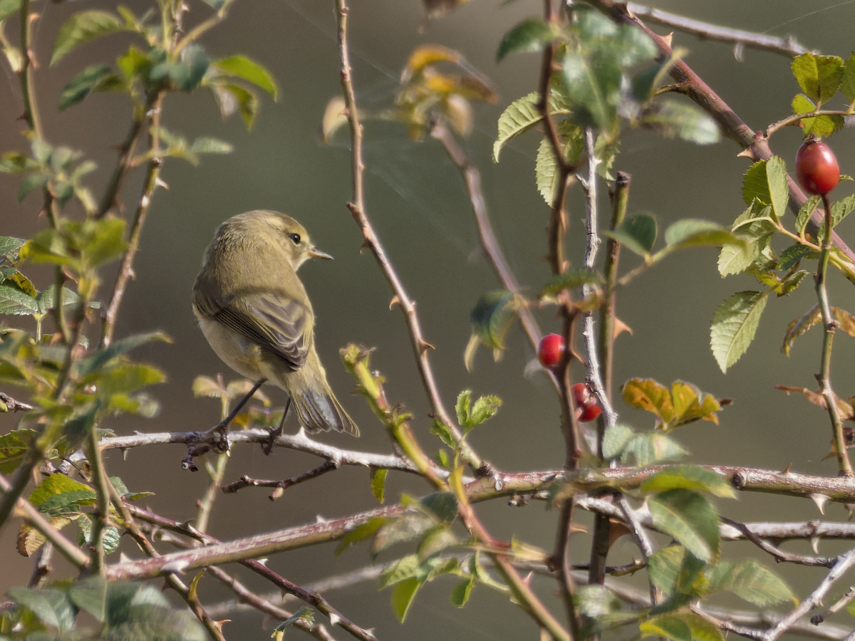 Iberian Chiffchaff - ML490334161