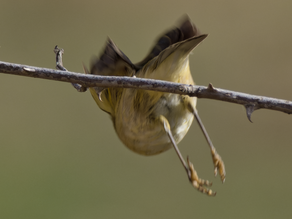 Iberian Chiffchaff - ML490334171