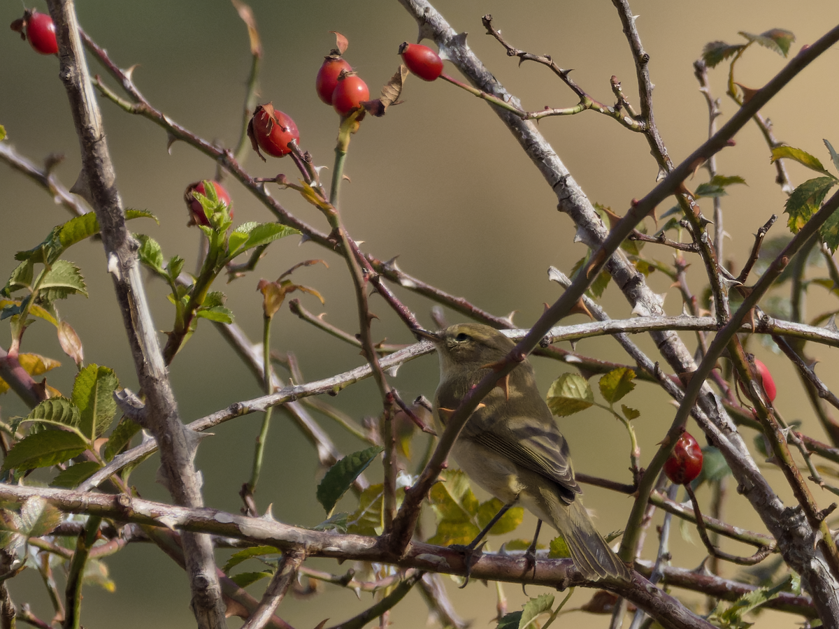 Iberian Chiffchaff - ML490334181