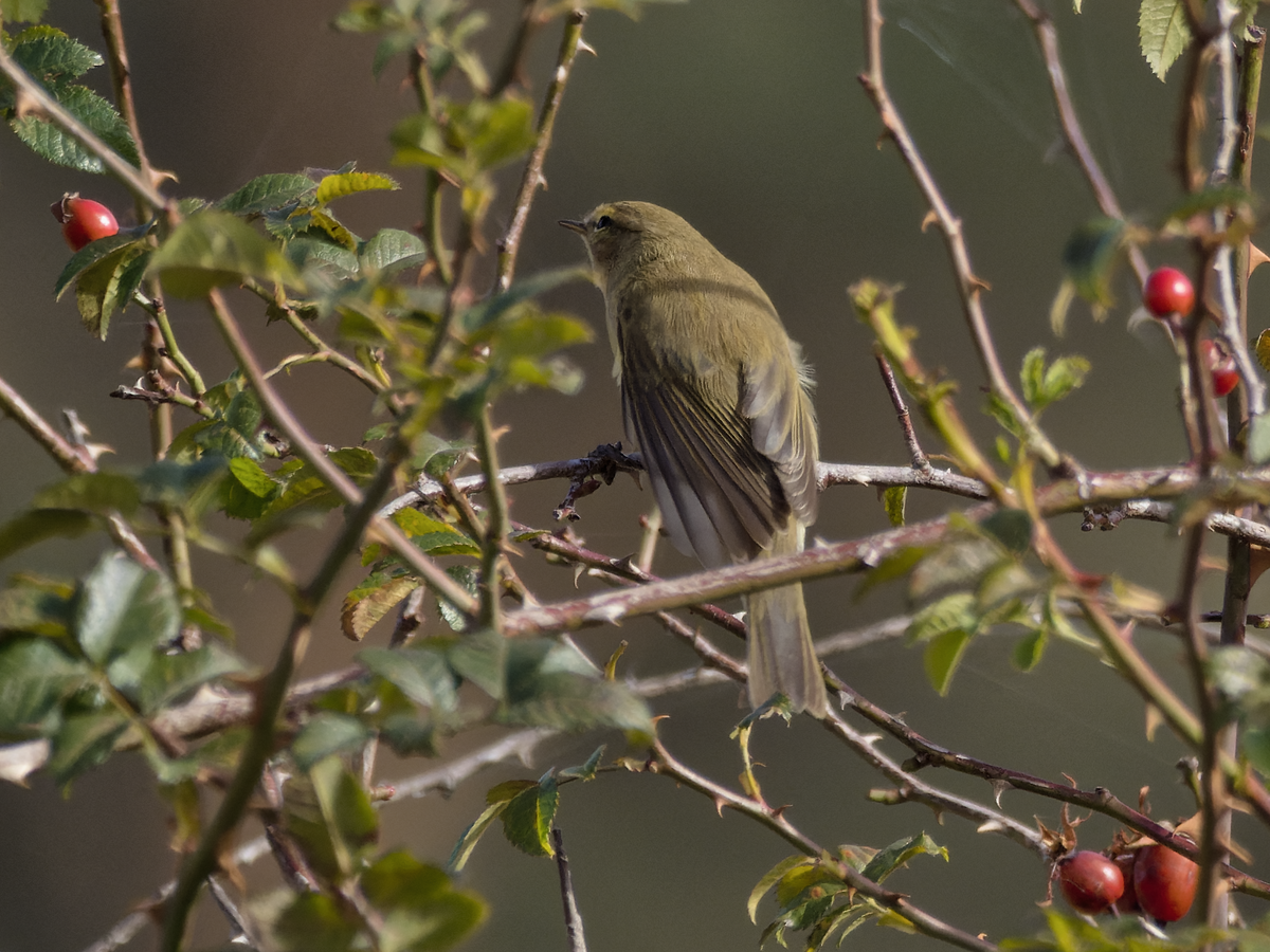 Iberian Chiffchaff - ML490334191