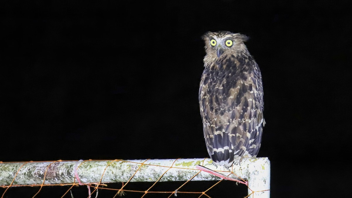 Buffy Fish-Owl - ML490334241