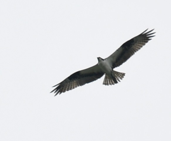 Osprey - ML490334841