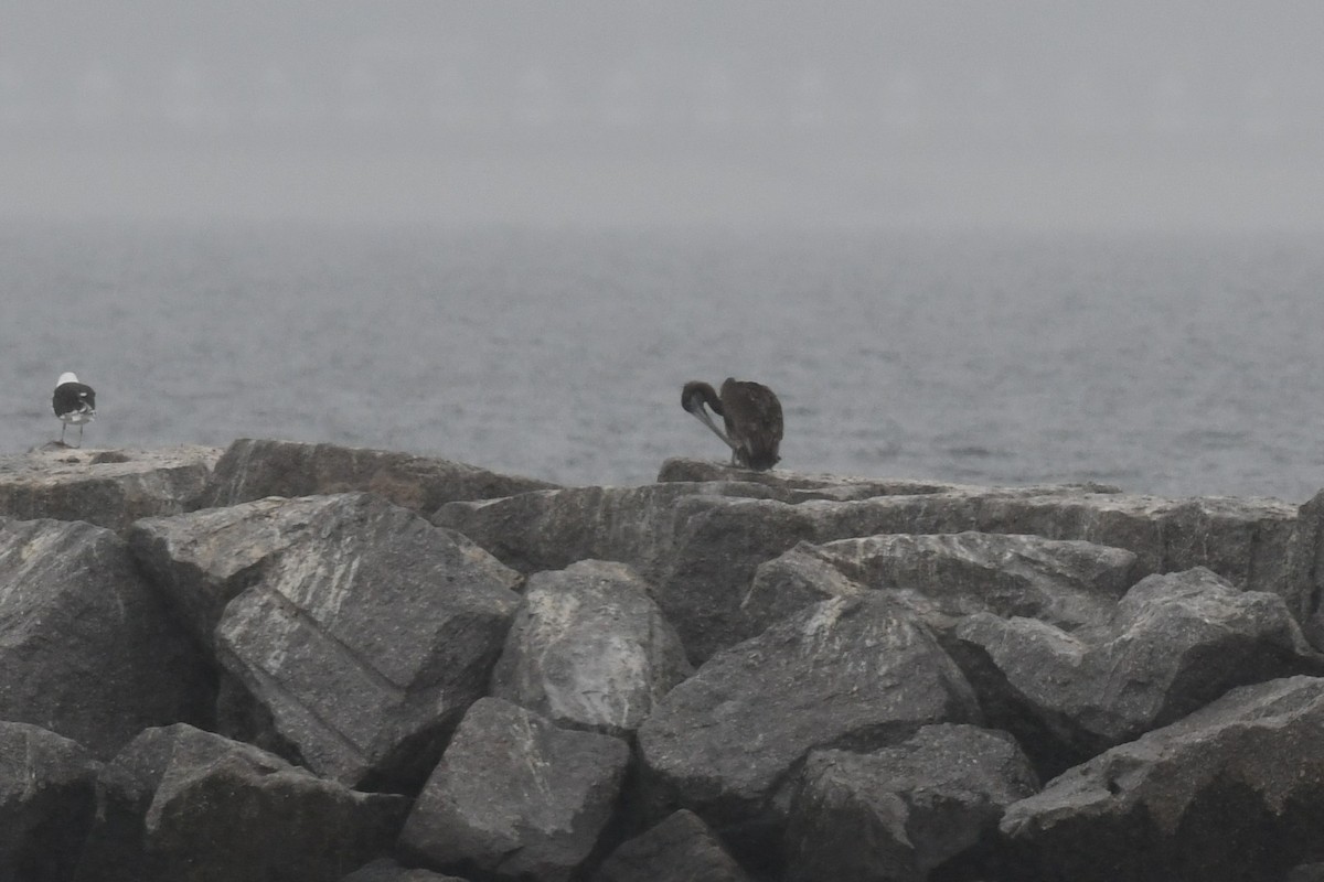 Brown Pelican - ML490335161