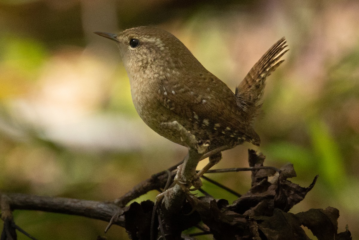 Winter Wren - ML490335901