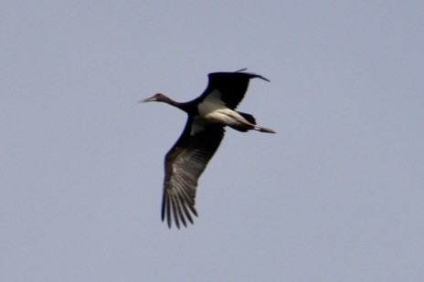 Black Stork - ML490337591