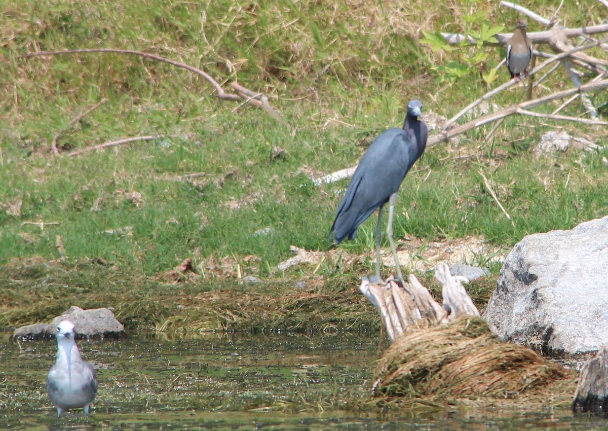 Little Blue Heron - Nestor Herrera