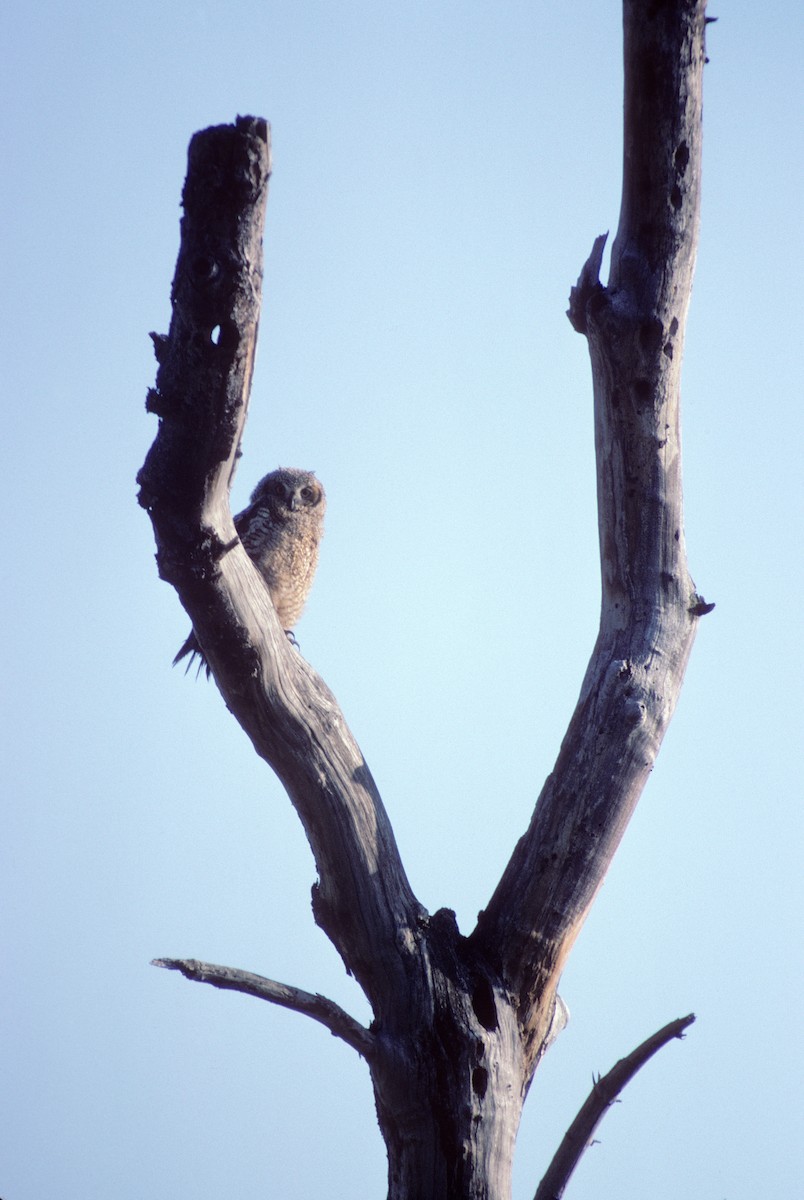 Great Horned Owl - ML490339121